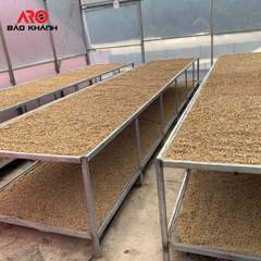 Green coffee beans premium quality Robusta S16 of capital coffee in Buon Ma Thuot Vietnam, processing honey - Image 4