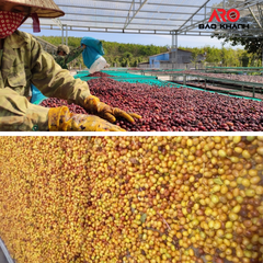 Premium Quality Green Arabica coffee beans S18 from highlands Cau Dat Da Lat Vietnam, processing natural – product photo 4, product detail gallery