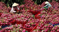Fresh Red Dragon Fruit Frozen - Wholesale High Quality (Certification: GAP, HACCP...) - 100% Natural Fresh fruit – product photo 4, product detail gallery