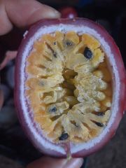 Vietnam High Quality Freezing Passion fruit - Frozen Fruits and Vegetables in bulk - Image 4