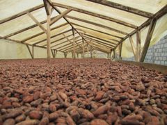 Dried Cocoa Beans for sale  Drying Process Sun Max. Moisture (%) ≤ - Image 3