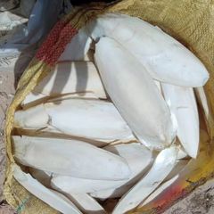 100% Organic Dried Cuttlefish Bone POWDER From Vietnam Seafood Lowest Price High Quality Cuttlefish Bone Powder - Image 2
