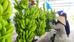 Fresh Cavendish Banana/ Musa Banana Fruit Export wholesale High Quality (Certification: GAP, HACCP...) - 100% Organic – product photo 3, product detail gallery