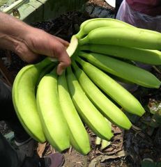 100% ORGANIC Fresh Cavendish Banana With High Quality from Vietnam-Wholesale Fresh Cavendish Banana - Image 6