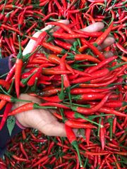 IQF Frozen Chili - Factory Direct Sales - Frozen Fruits and Vegetables in bulk - Image 5