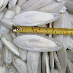 Seafood Dried Cuttlefish Bone High Quality Pure Natural Wholesale Bulk Seafood Dried Cuttlefish Bones - Image 2