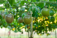 Vietnam High Quality Freezing Passion fruit - Frozen Fruits and Vegetables in bulk - Image 6