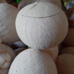 Fresh Coconut From Vietnam for Exports, Imports with high quality – product photo 2, product detail gallery