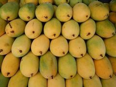 HOT SALES - Fresh CATCHU Mango from Vietnam for export with best price and high quality - Image 3