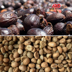 Green coffee beans premium quality Robusta S16 of capital coffee in Buon Ma Thuot Vietnam, processing honey - Image 5