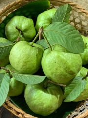 Guava Exports from Vietnam have many nutrients, with high vitamin C content, and are exported to US, ASIA and orther markets. – product photo 4, product detail gallery