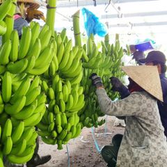 Fresh Cavendish Banana vietnam with high quality and best price for export cavendish banana ready to shipping EU, ASIA Market – product photo 6, product detail gallery