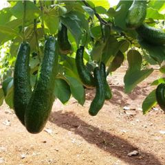 Fresh Avocado Fruit from Vietnam / High quality Avocado fruit for wholesale – product photo 6, product detail gallery