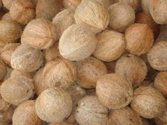 Fresh Young Coconut export from Vietnam - 100% Organic High Quality – product photo 6, product detail gallery