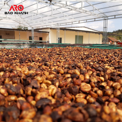 Green coffee beans premium quality Robusta S16 of capital coffee in Buon Ma Thuot Vietnam, processing honey - Image 2