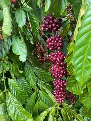 Capsule Coffee Ready to Brew 100% Vietnamese Specialty Arabica Coffee Best Choice for travelling, working, take away - Image 6