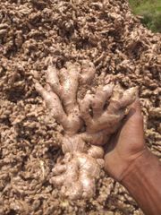HOT SELLERS - Fresh Ginger from Vietnam - 100% Organic - Best price - High quality – product photo 3, product detail gallery