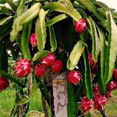 Fresh Dragon Fruit Quality for Export / White Flesh Dragon fruit - Image 5