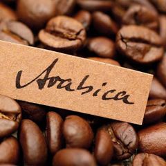 Arabica Coffee Wholesale Coffee - Vietnamese Freshly Roasted Arabia Coffee Beans - Best Quality Grade 1 Grade Bulk Packaging – product photo 6, product detail gallery