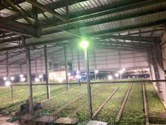 Raw Processing Tea Drinks Style New Age Black Tea Origin From Vietnam - Image 3