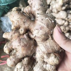 HOT SELLERS - Fresh Ginger from Vietnam - 100% Organic - Best price - High quality – product photo 2, product detail gallery
