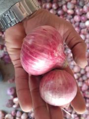 Fresh Onion origin Pakistan to sohar – product photo 1, product detail gallery
