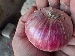 Fresh Onion origin Pakistan to sohar – product photo 2, product detail gallery