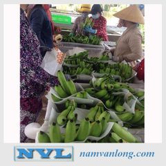 [BEST CHOICE 2023] DRIED BANANA WITH COMPETITIVE PRICE AND HIGH QUALITY - AGRICULTURAL PRODUCTS FROM VIETNAM - Image 5
