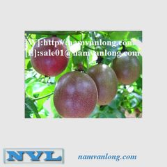 PASSION FRUIT PUREE at THE BEST HIGH QUALITY and BEST COMPETITIVE PRICE 2023 Wholesale From Vietnam – product photo 2, product detail gallery