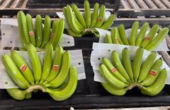Fresh Cavendish Banana/ Musa Banana Fruit Export wholesale High Quality (Certification: GAP, HACCP...) - 100% Organic – product photo 4, product detail gallery