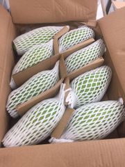 HOT SALES - Fresh CATCHU Mango from Vietnam for export with best price and high quality - Image 6