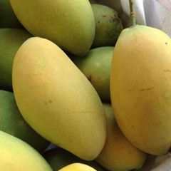 Fresh Mango (KAEW Mango) Guaranteed Sweet and Fresh / Planted at Southern of Vietnam - Image 3