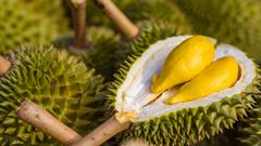 Monthong Durian Made In Vietnam So Fresh Premium Quality Fresh Whole Piece /Frozen Pulp Durian Fruit Monthong - Image 4