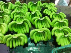 100% ORGANIC Fresh Cavendish Banana With High Quality from Vietnam-Wholesale Fresh Cavendish Banana - Image 2