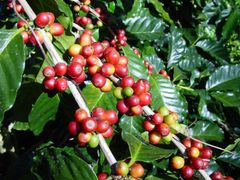 Best Quality Coffee Beans 100% Organic Made in Vietnam Wholesale at Cheap Price - Green Coffee Roasted,green Bulk Packaging – product photo 3, product detail gallery