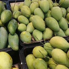 Fresh Mango (KAEW Mango) Guaranteed Sweet and Fresh / Planted at Southern of Vietnam - Image 4