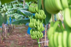 100% ORGANIC Fresh Cavendish Banana With High Quality from Vietnam-Wholesale Fresh Cavendish Banana - Image 3