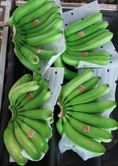Fresh Cavendish Banana/ Musa Banana Fruit Export wholesale High Quality (Certification: GAP, HACCP...) - 100% Organic – product photo 2, product detail gallery