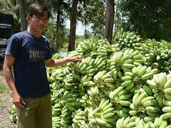 Fresh Cavendish Banana/ Musa Banana Fruit Export wholesale High Quality (Certification: GAP, HACCP...) - 100% Organic – product photo 5, product detail gallery