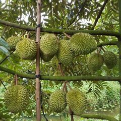 FRESH DURIAN RI6 MONTHONG EXPORT WHOLESALE FROM VIETNAM HIGH QUALITY SUPPLIER FOR US, EU MARKET – product photo 4, product detail gallery