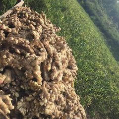 HOT SELLERS - Fresh Ginger from Vietnam - 100% Organic - Best price - High quality – product photo 5, product detail gallery