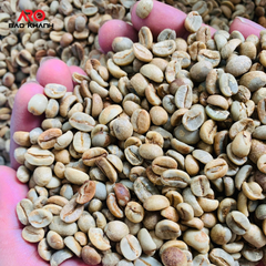 Premium Quality Green Arabica coffee beans S18 from highlands Cau Dat Da Lat Vietnam, processing natural – product photo 2, product detail gallery