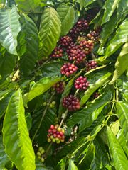 Roasted Arabica Coffee High Quality Roasted 100% Arabica Coffee beans directly from the Farm – product photo 2, product detail gallery