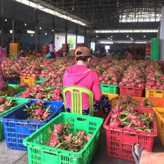 Fresh Red Dragon Fruit Frozen - Wholesale High Quality (Certification: GAP, HACCP...) - 100% Natural Fresh fruit – product photo 5, product detail gallery