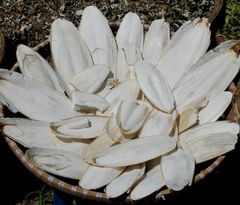 Premium Dried Cuttlefish Bone Wholesale Seafood Dried Cuttlefish Bones High Quality Lowest Price 100% Natural Bag Packaging AD - Image 4