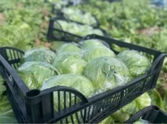 fresh lettuce Packaging cartoon Brand Name ayla - Image 1
