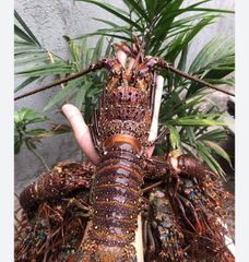 Frozen red bamboo lobster Form - Image 2