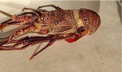 Frozen red bamboo lobster Form - Image 1