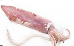 Giant wing squid - Image 4