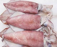 Giant wing squid - Image 3